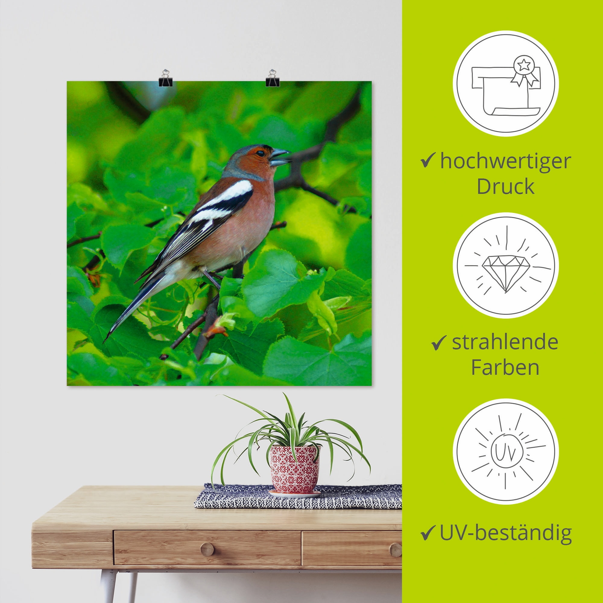 Artland Wandbild »Buchfink Lied«, Vögel, (1 St.), als Leinwandbild, Poster in verschied. Größen