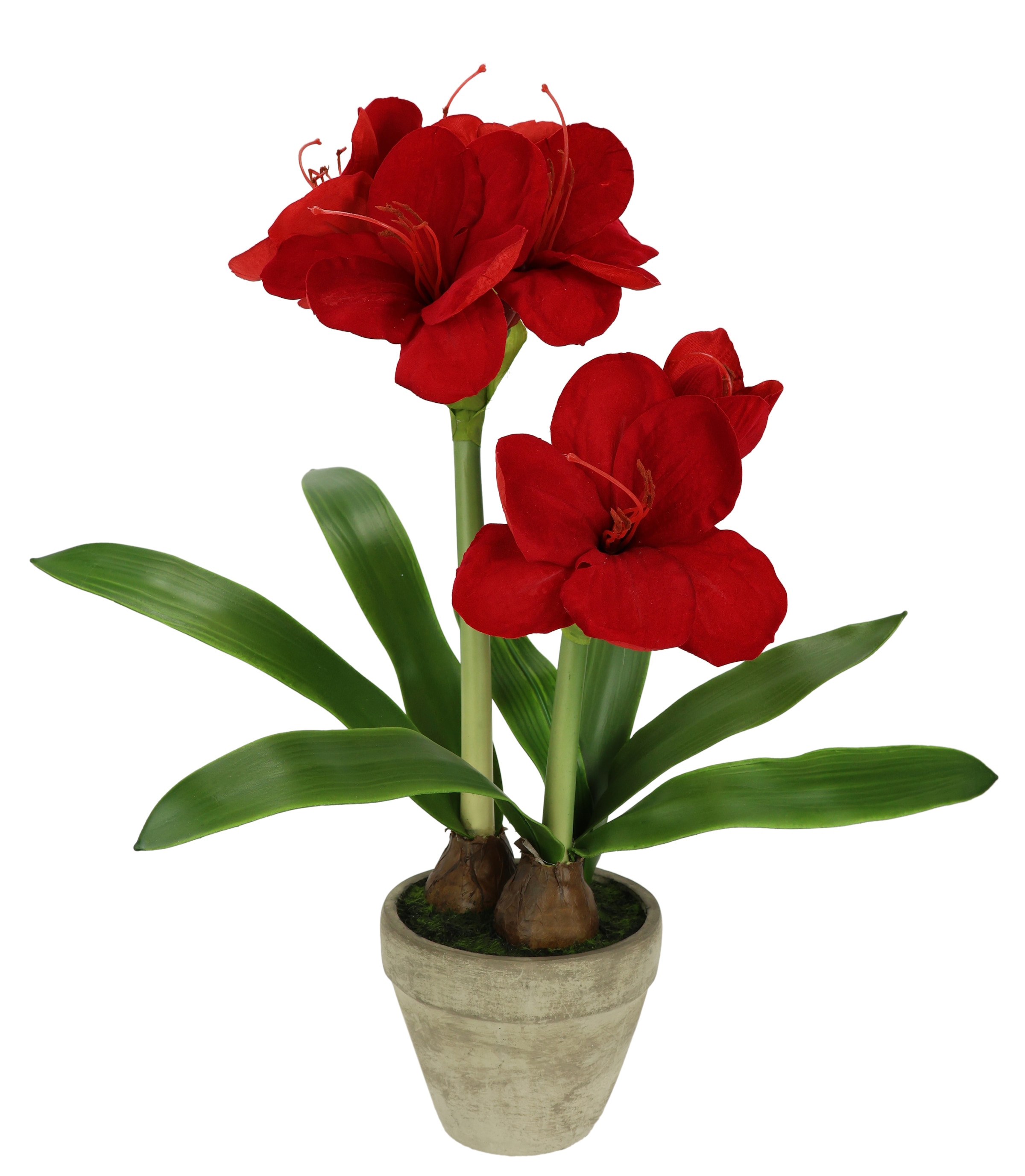 I.GE.A. Kunstblume "Amaryllis im Topf", 50cm Blume Weihnachtsblume Weihnach günstig online kaufen