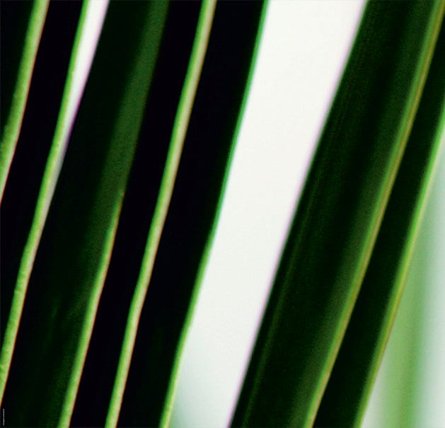 EXPRESS KÜCHEN Küchenrückwand "Gräser", B/H: 60cm x 55,9cm, grün, Spritzschutzwände