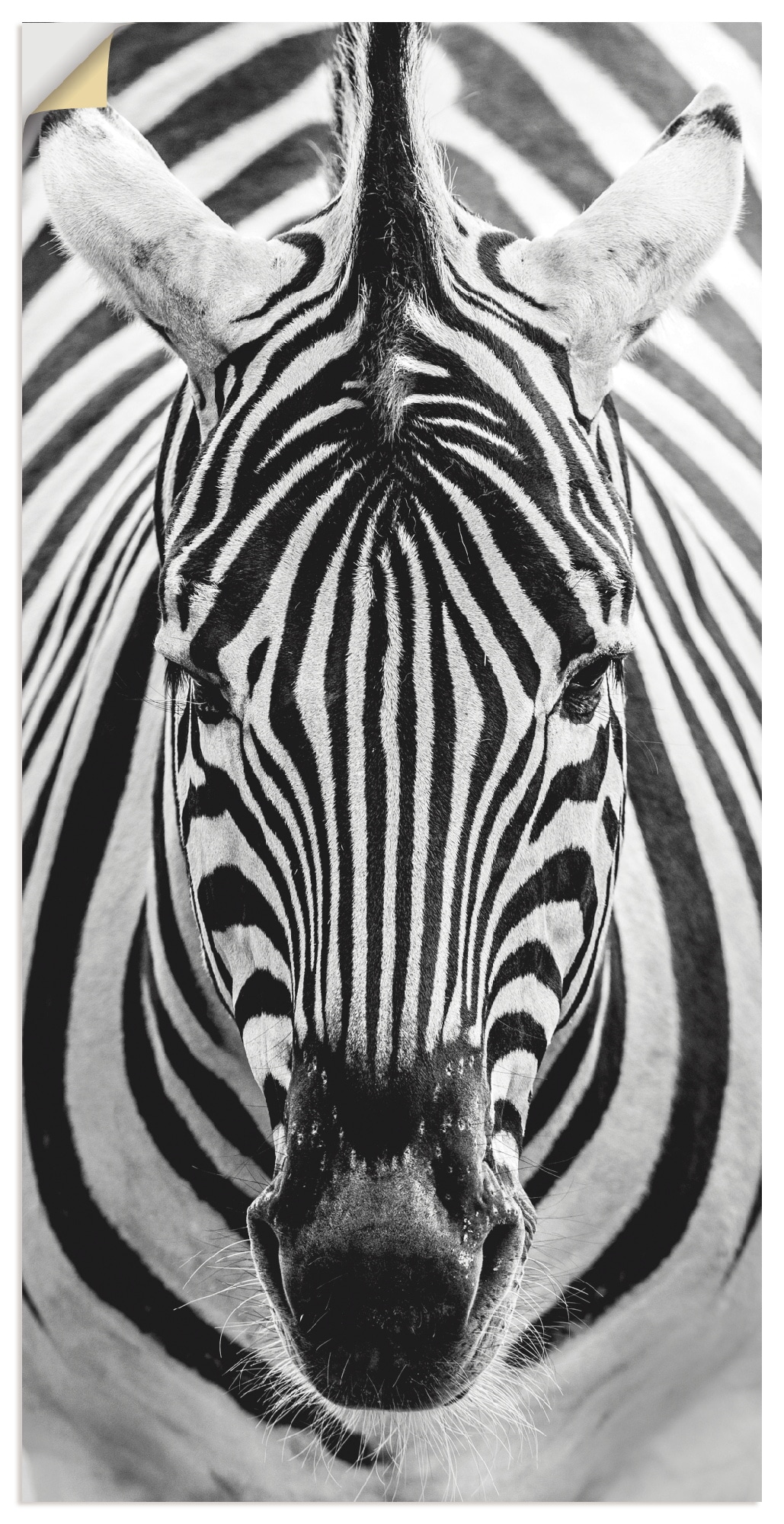 Artland Wandbild "Zebra", Wildtiere, (1 St.), als Leinwandbild, Poster, Wan günstig online kaufen