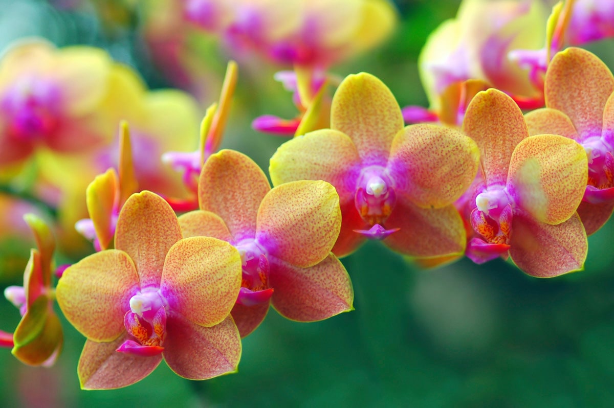 Fototapete »Goldene Orchideen«