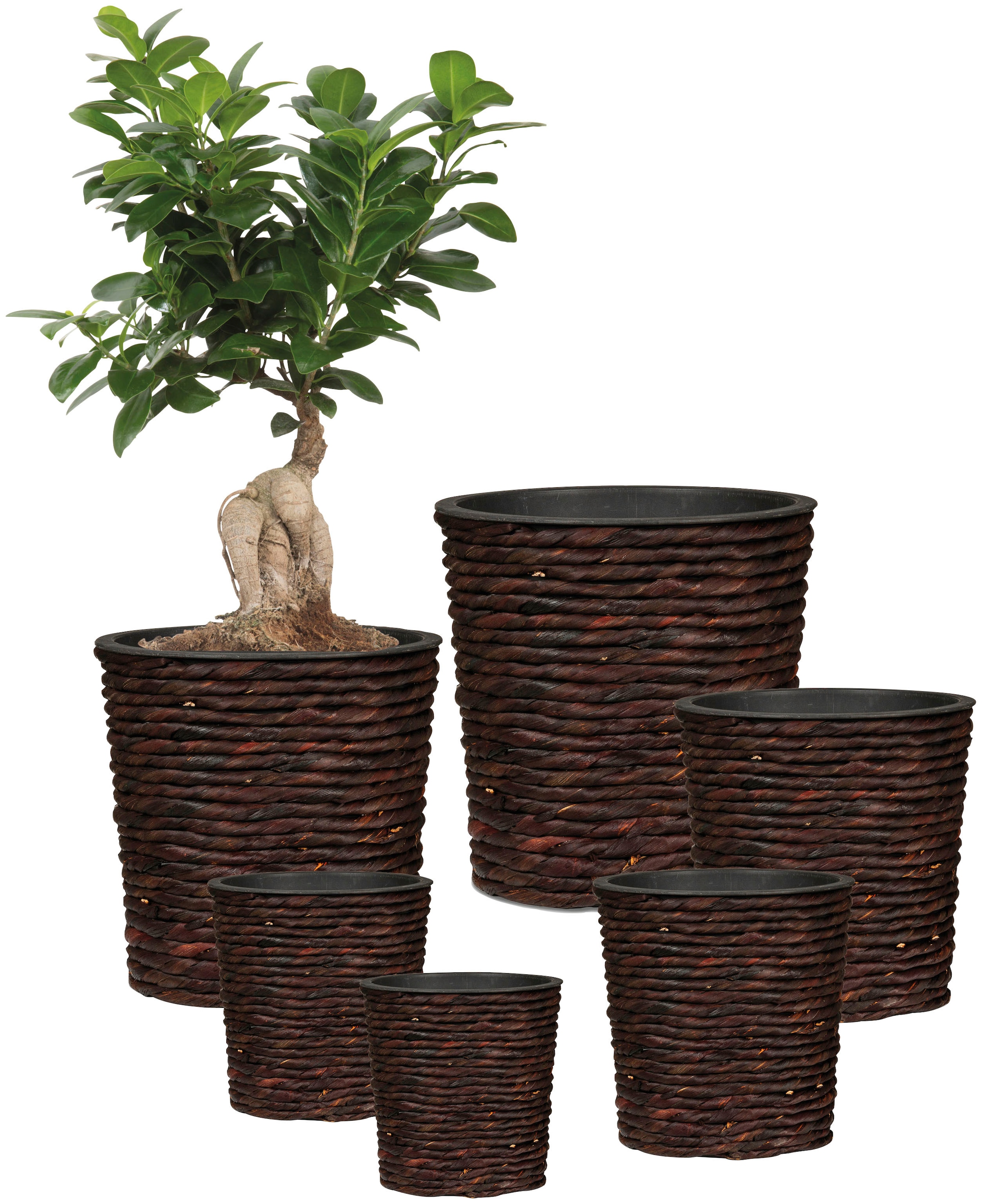 Scheurich Wasserhyazinthentopf »brown 24/504«
