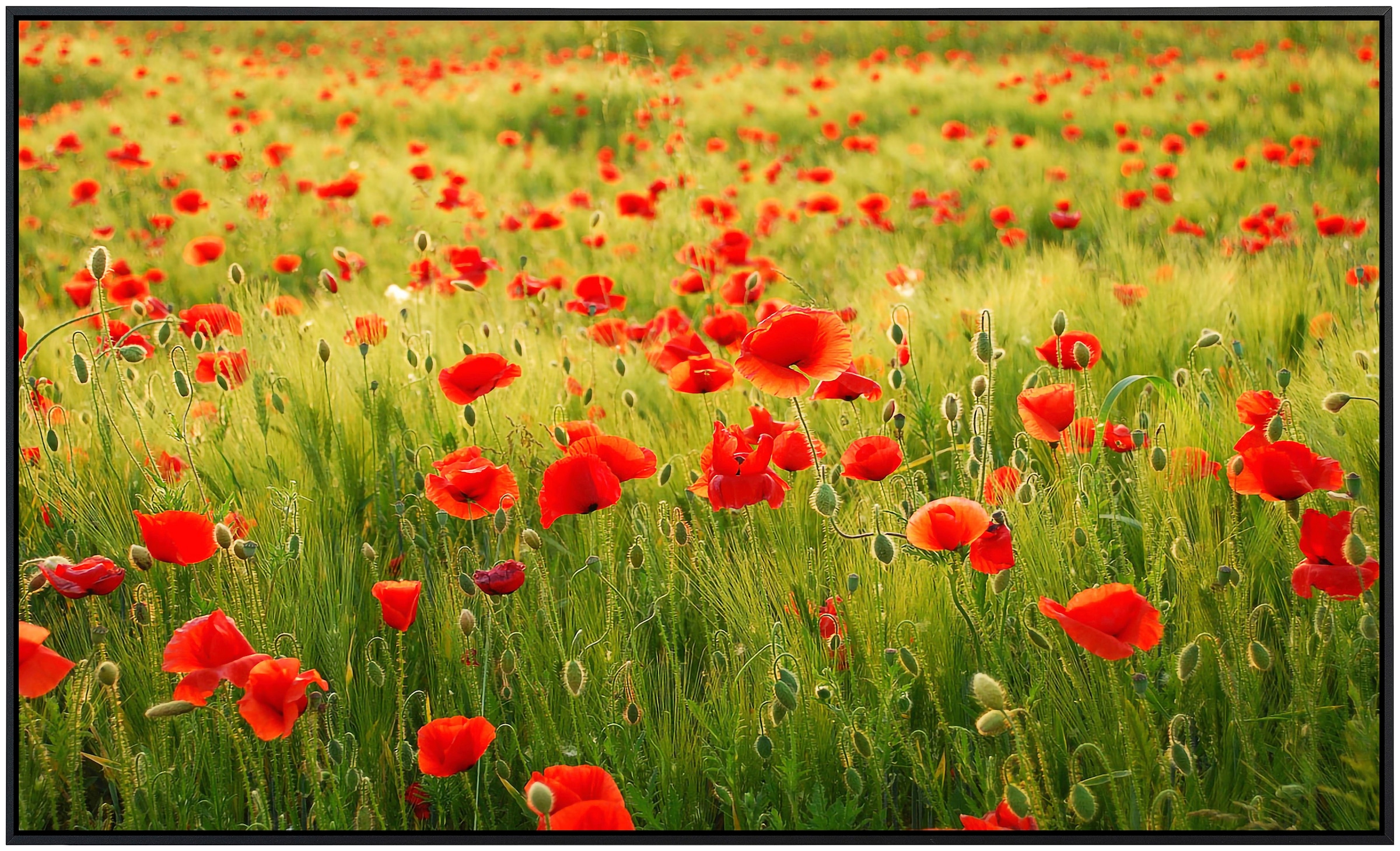 Papermoon Infrarotheizung »Mohnfeld« sehr angenehme Strahlungswärme