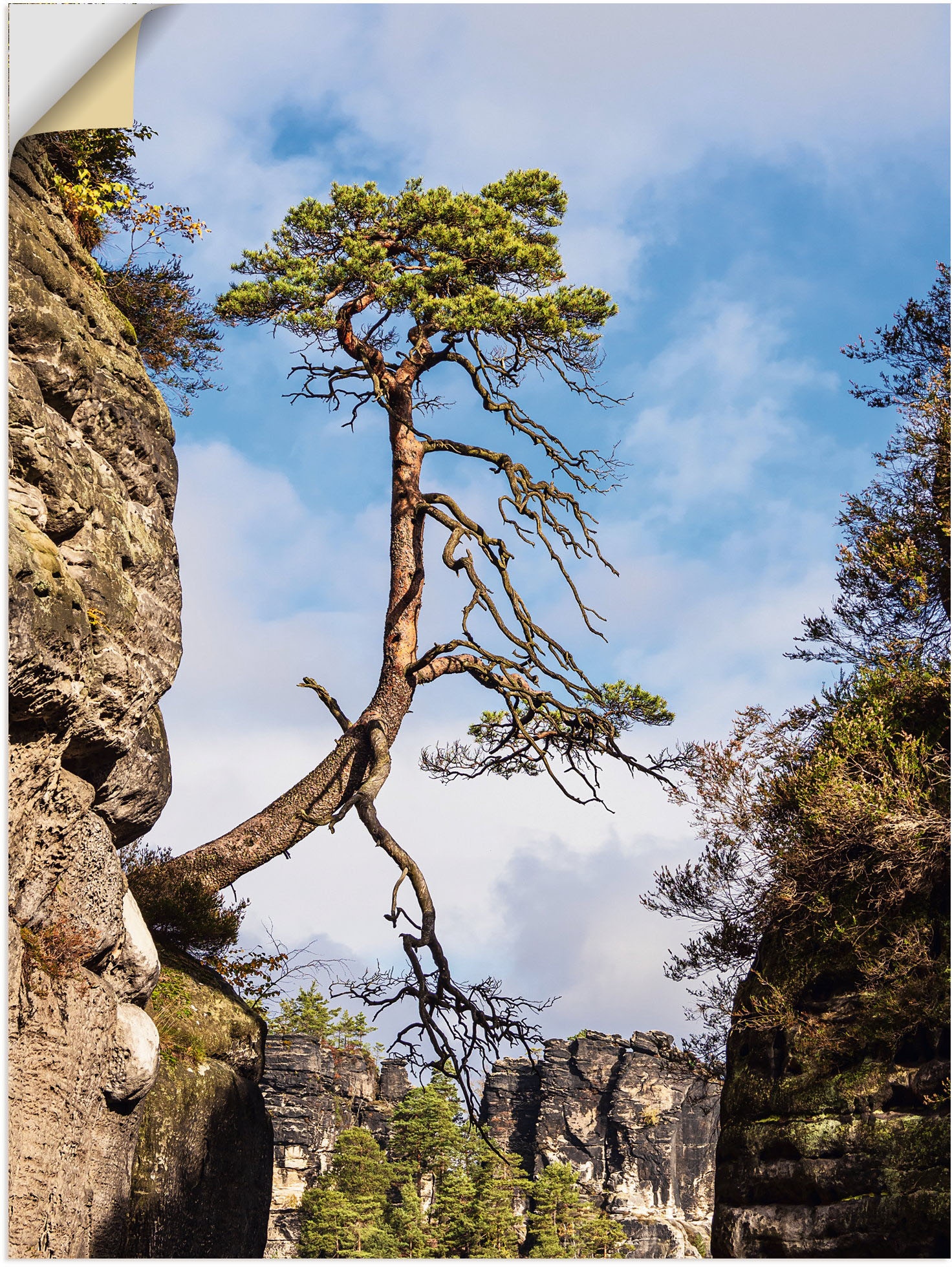 Artland Wandbild »Felsen Bäume in in & Schweiz«, Alubild, als der Poster Wandaufkleber BAUR Berge oder Leinwandbild, Alpenbilder, Sächsische kaufen | (1 versch. St.), Größen