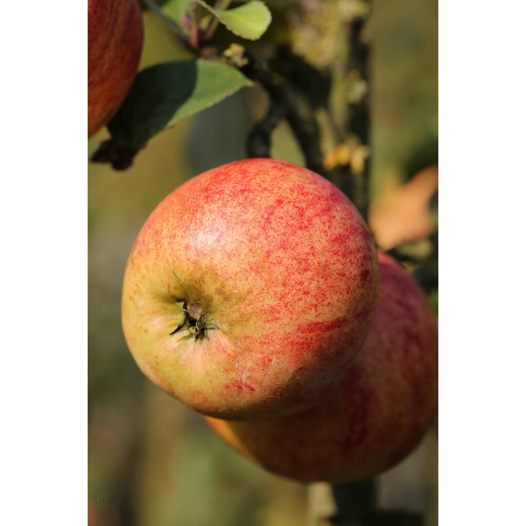 BCM Obstpflanze »Apfel 'Gravenstein'«, (1 St.), Höhe: 80-100 cm, 1 Pflanze
