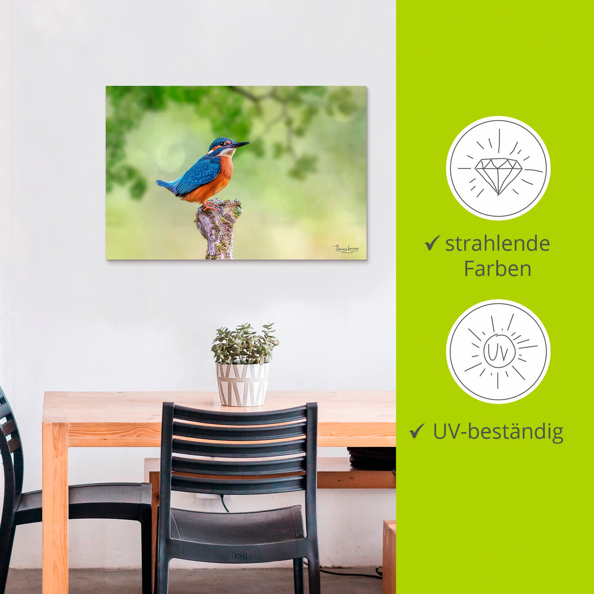 Artland Alu-Dibond-Druck »Eisvogel II«, Vogelbilder, (1 St.), selbstklebend