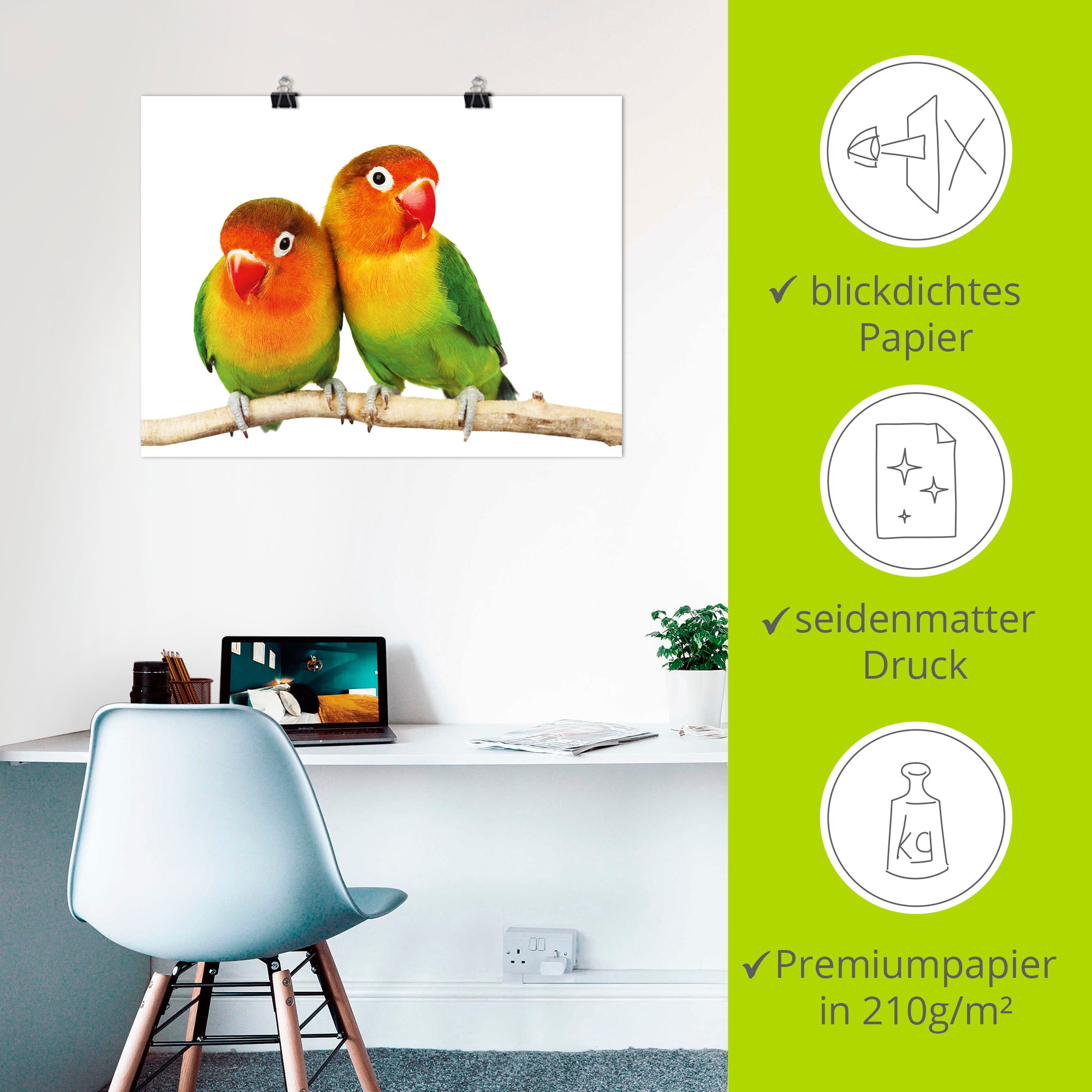 Artland Wandbild »Paar von Grauköpfchen - Papageien«, Vögel, (1 St.), als Leinwandbild, Poster, Wandaufkleber in verschied. Größen