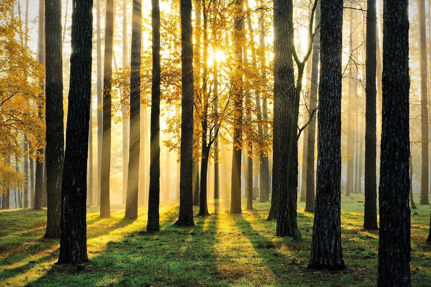 Papermoon Fototapete "Sunny Forest" glatt günstig online kaufen