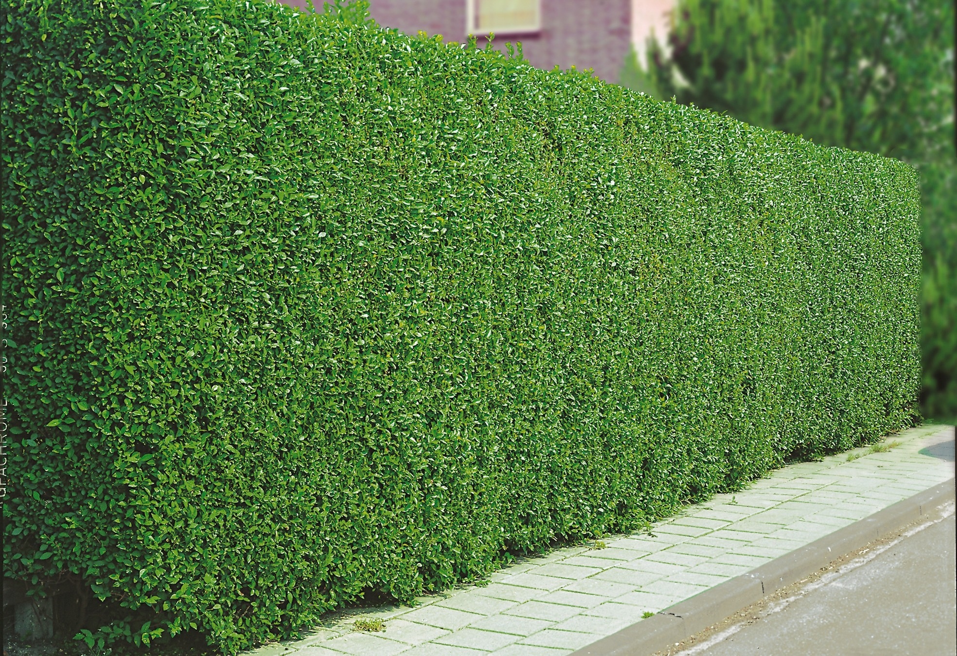 Hecke Liguster Atrovirens 125 150 Cm Auf Raten Baur