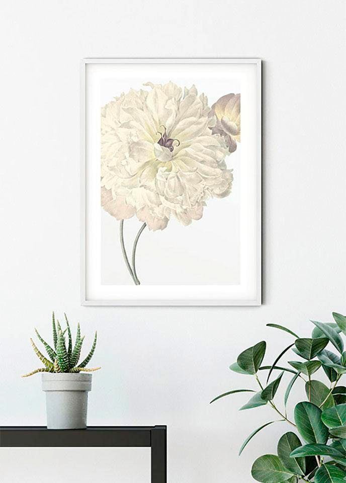 Komar Bild »Illustration Dahlia« Blumen 1 Stk. tlg. Wandbild zur Dekoration - ohne Rahmen