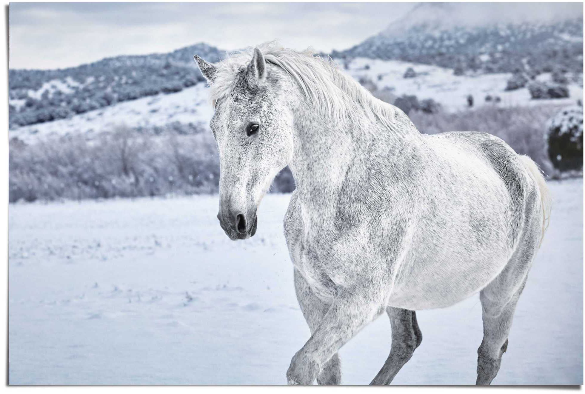 Reinders Poster "Pferd im Schnee" 1 Stk. tlg. günstig online kaufen