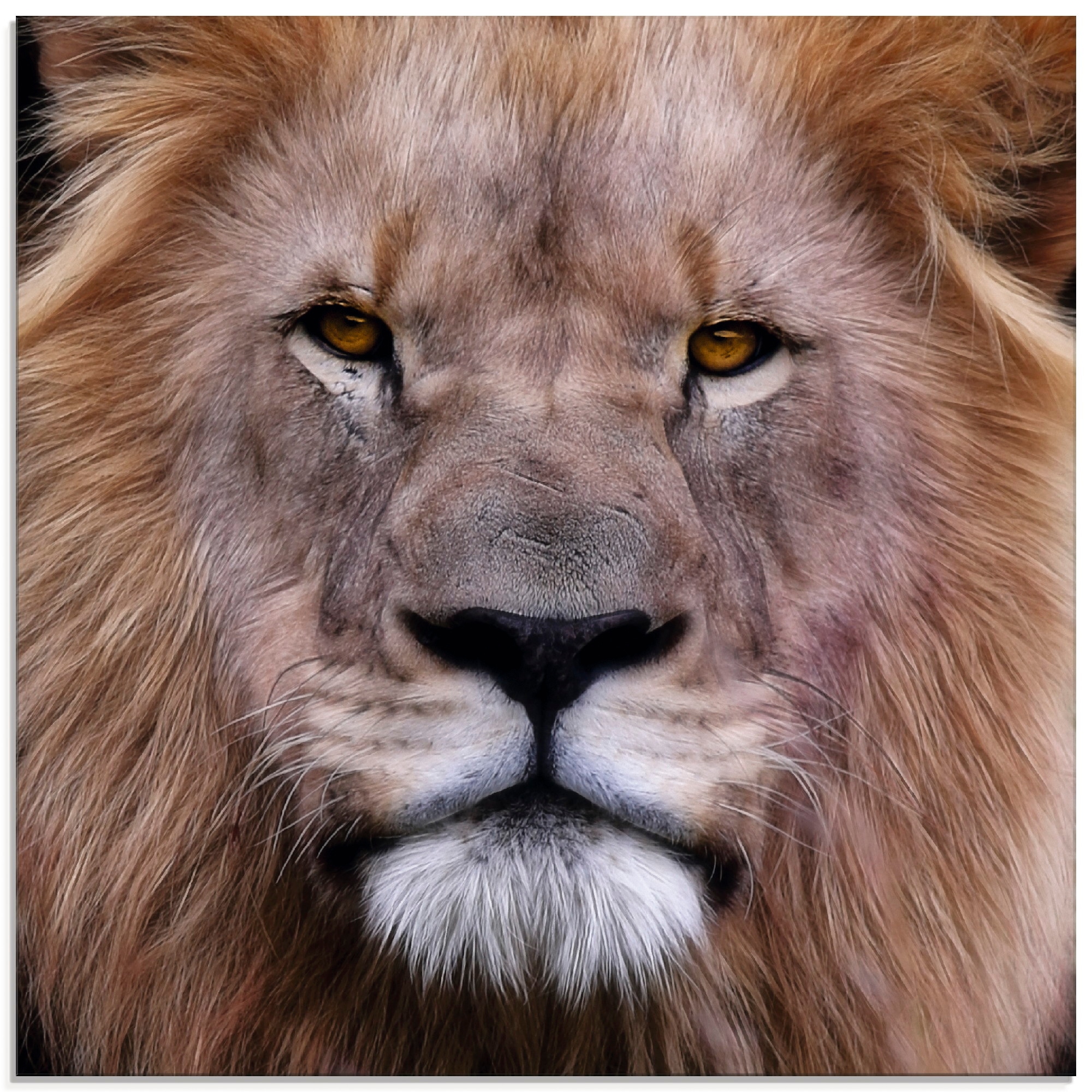 Artland Glasbild »König der Löwen«, Wildtiere, (1 St.), in verschiedenen Größen