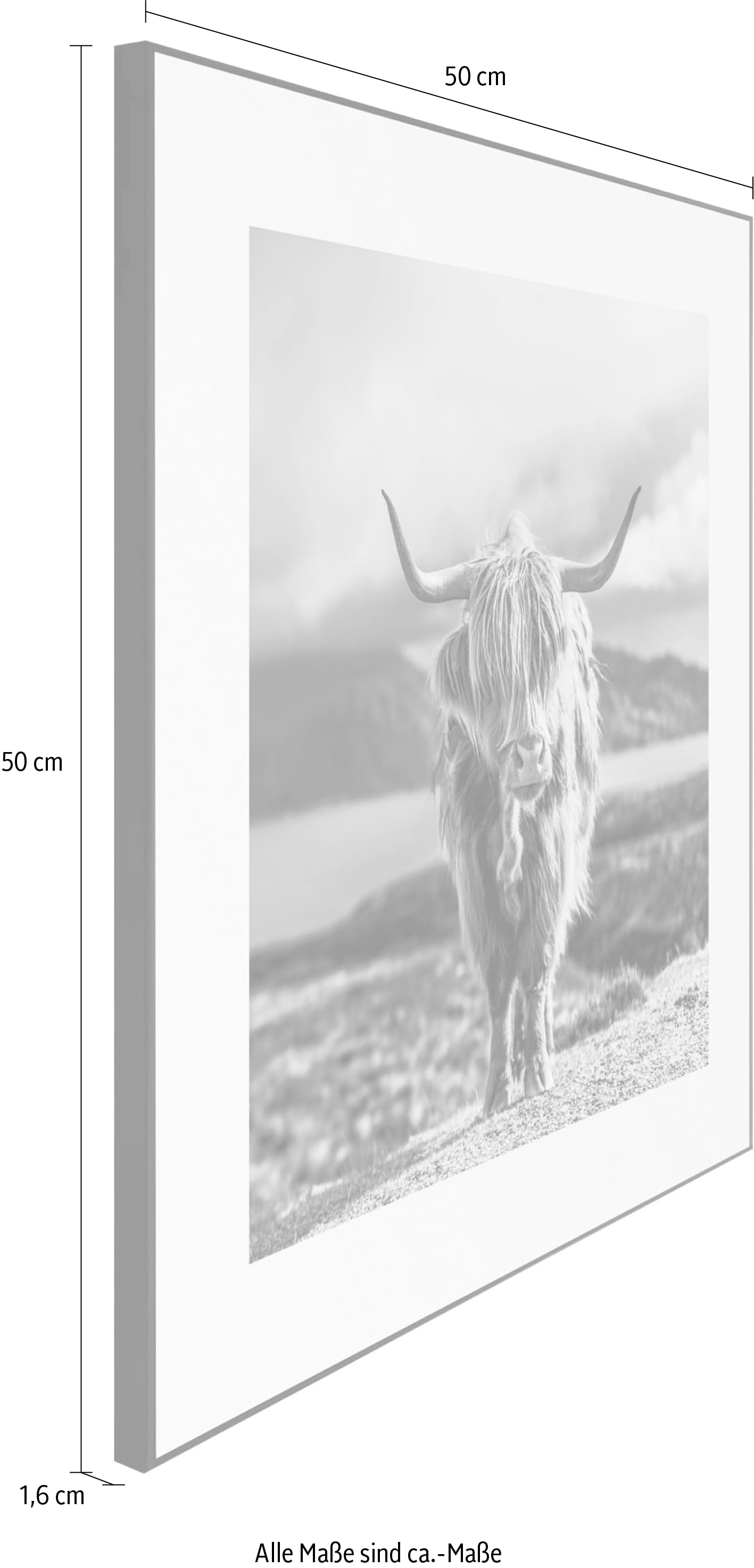 Reinders! Wandbild »Slim Frame Black kaufen | Highland BAUR Cow« 50x50