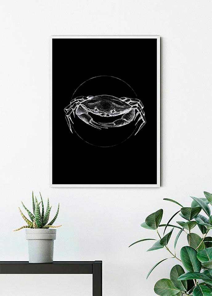 Poster »Crab Black«, Tiere, (1 St.), Kinderzimmer, Schlafzimmer, Wohnzimmer