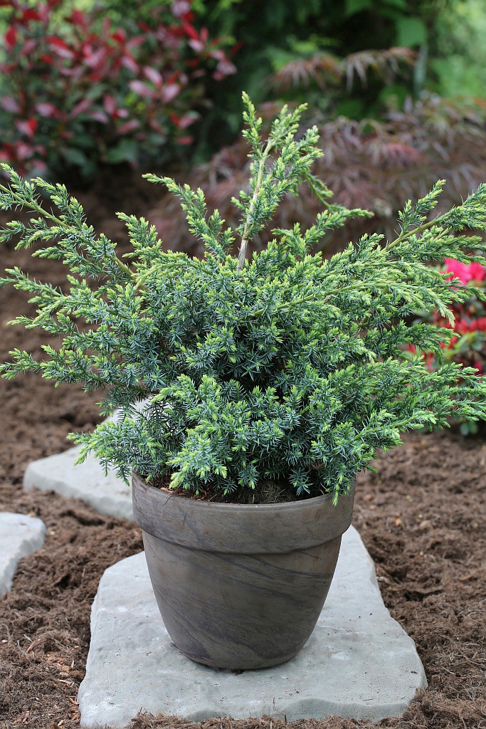 BCM Hecken »Wacholder 'Blue Alps'«, (6 St.), Höhe: 40-50 cm, 6 Pflanzen kaufen