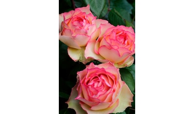 BCM Beetpflanze »Rose Rosa 'Jalitah ®«, (1 St.), Höhe 30 cm, 1 Pflanze kaufen