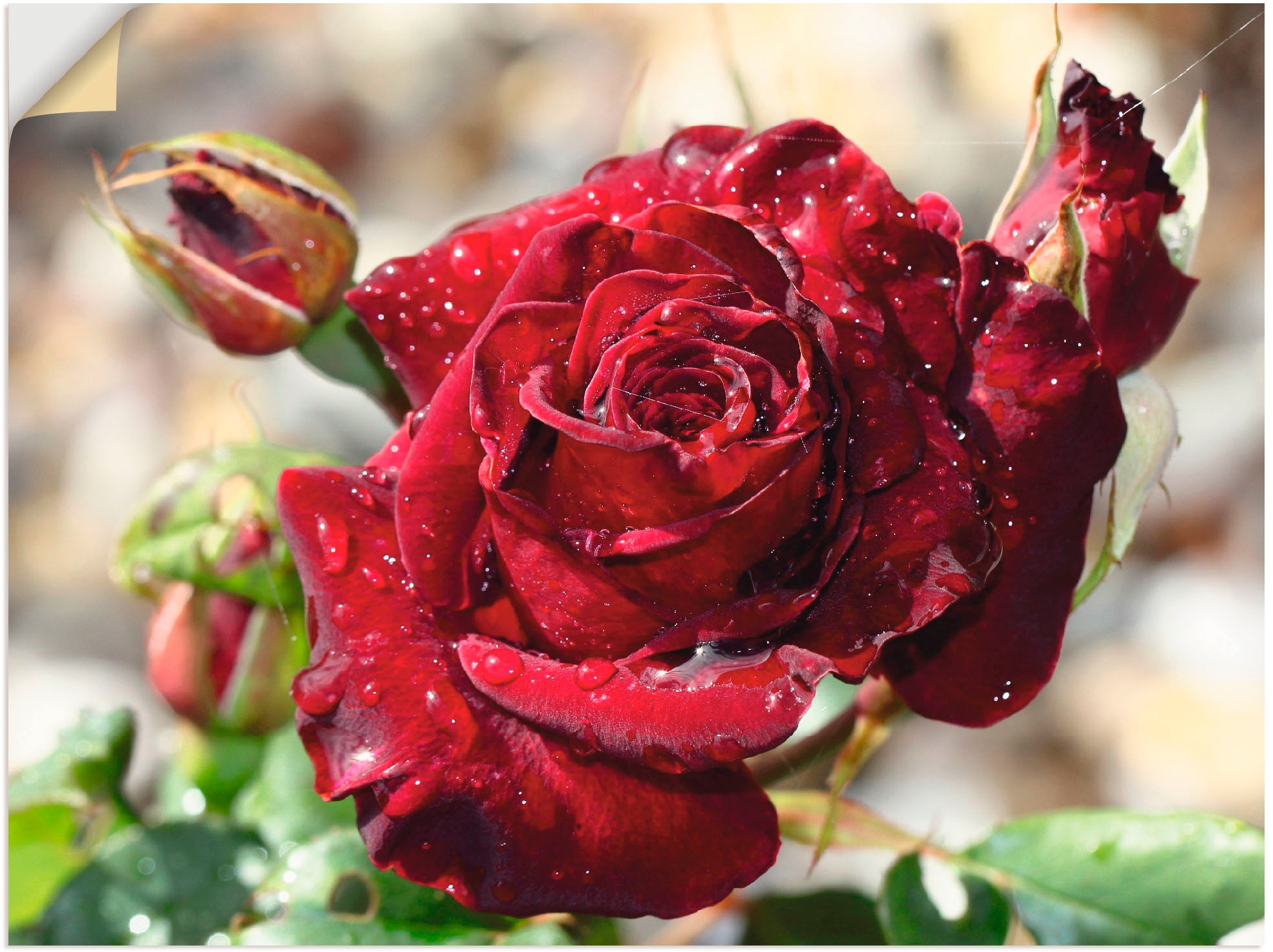 »Tröpfchenrose«, (1 Artland BAUR als oder | Poster bestellen St.), Blumen, Wandbild Größen versch. Wandaufkleber Leinwandbild, in