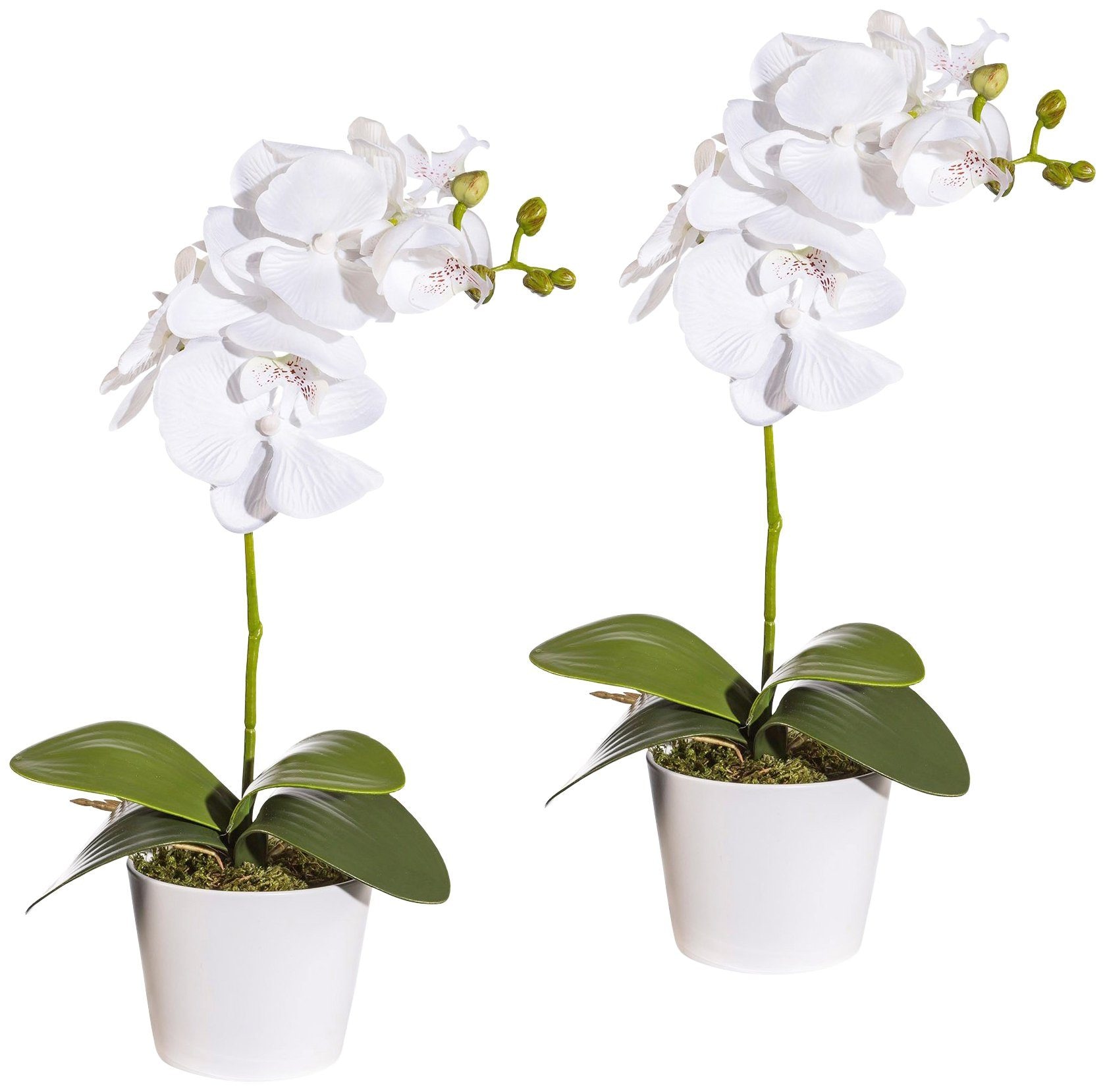Kunstpflanze Creativ bestellen BAUR »Orchidee green im | Phalaenopsis«, Keramiktopf