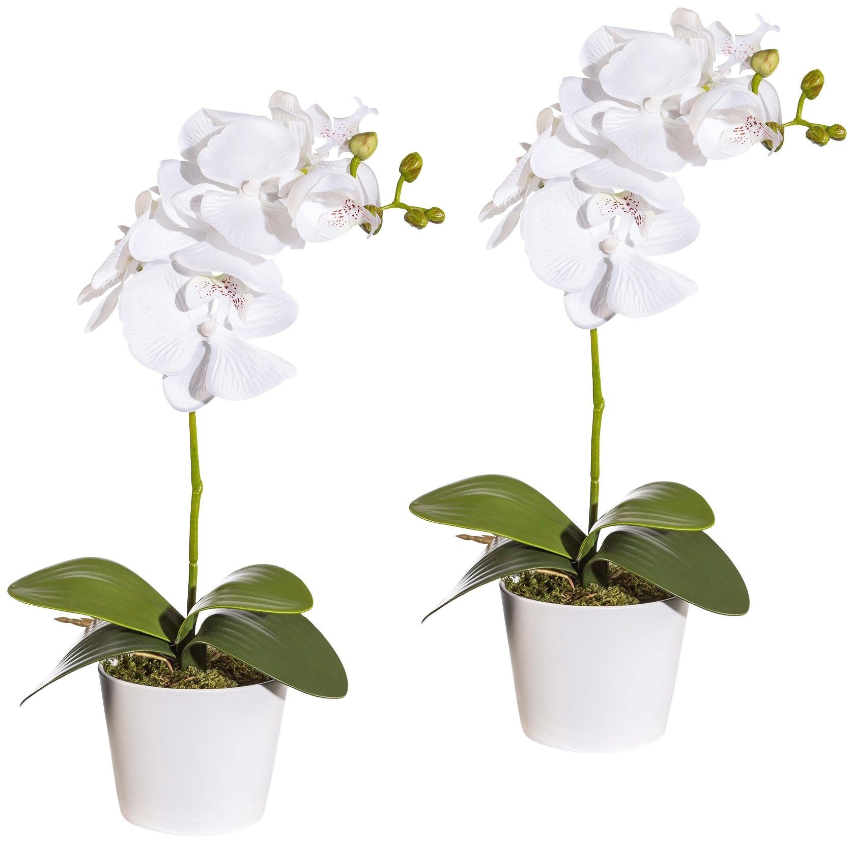 Creativ green Kunstpflanze »Orchidee Phalaenopsis«, im Keramiktopf  bestellen | BAUR