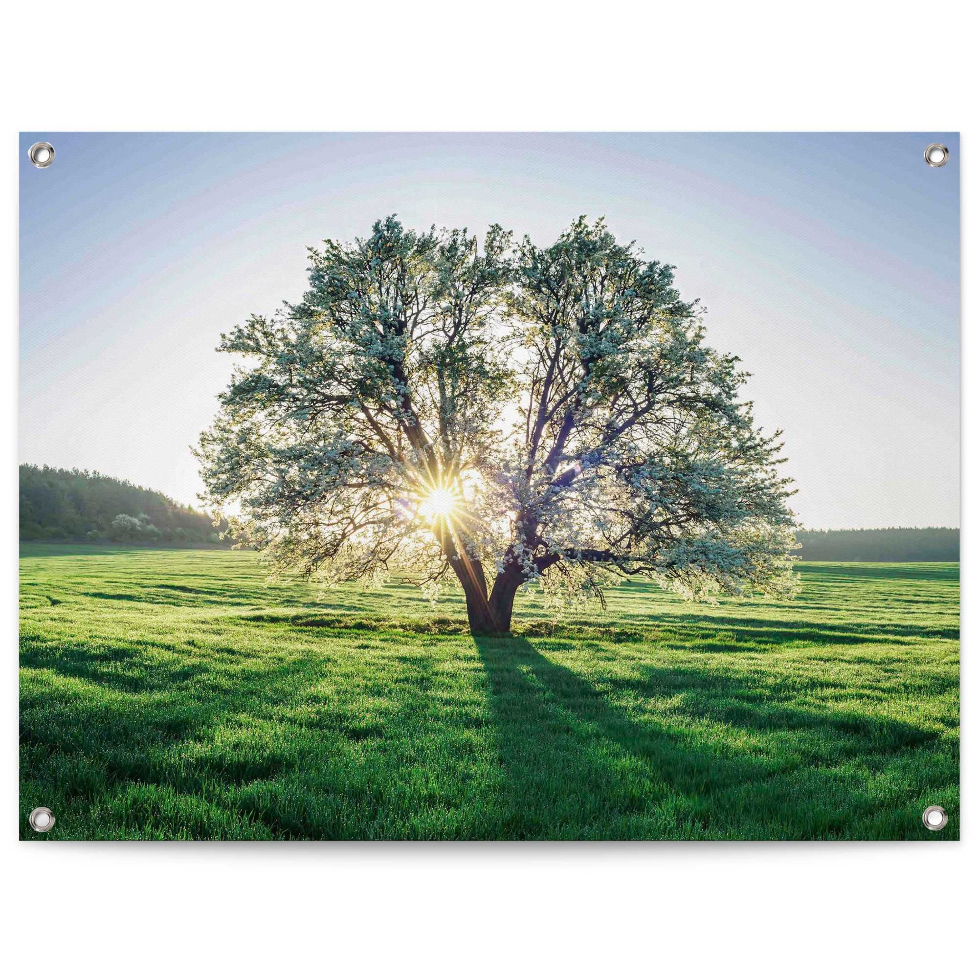 BAUR kaufen Garten | Reinders! für oder der Outdoor Balkon Poster Morgensonne«, in »Baum