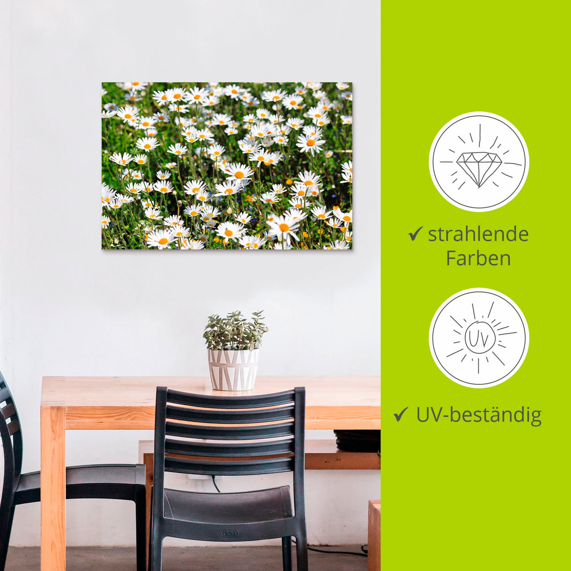 Artland Wandbild »Gänseblümchen« Blumen 1 Stk. tlg. für Innen- und Außenbereich geeignet, Outdoorbild