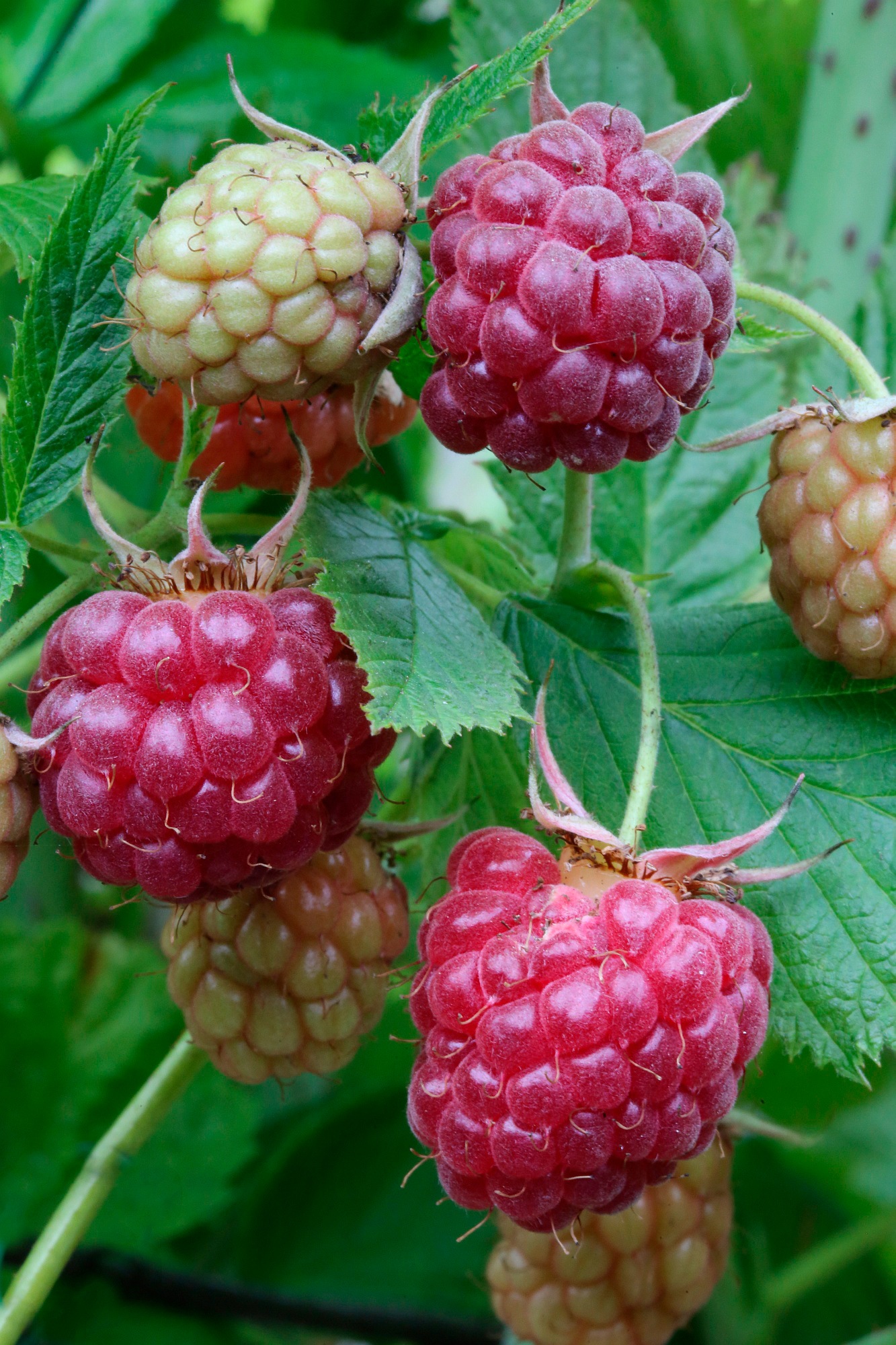 BCM Obstpflanze »Säulenobst Himbeere 'Glen Fyne'«, (1 St.), Höhe: 50 cm, 1 Pflanze kaufen