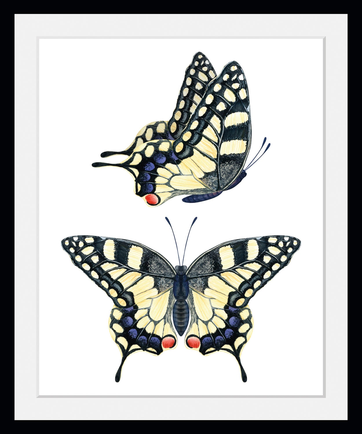 queence Paveikslas »Emily« Schmetterlinge (1 S...