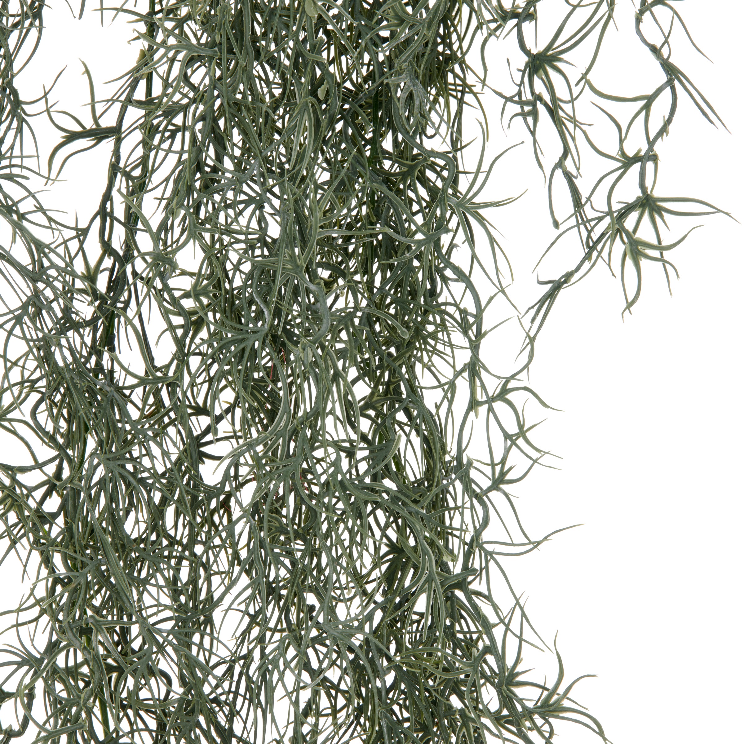 Creativ green Kunstranke "Tillandsia", mit filigranen Ranken günstig online kaufen
