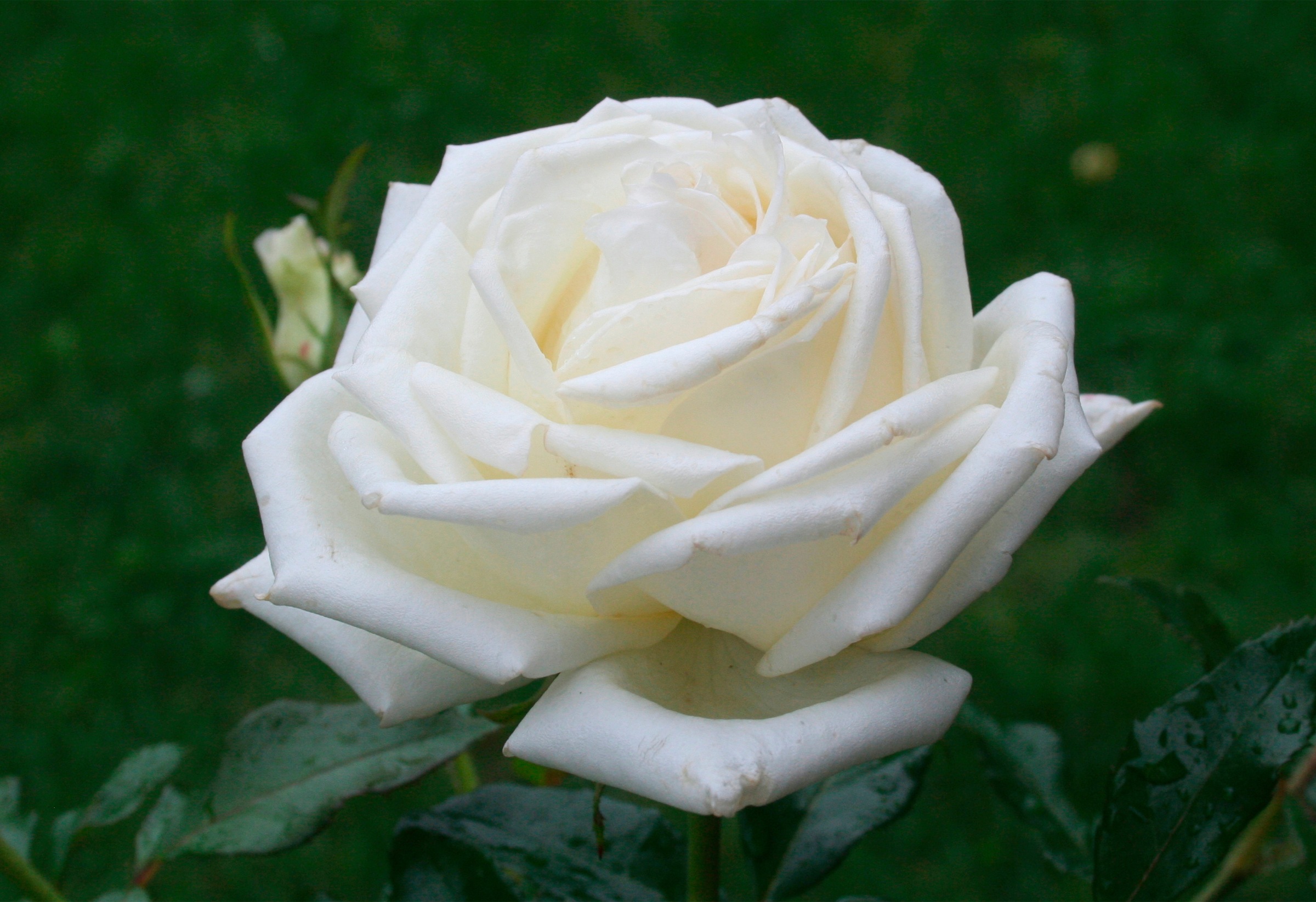 BCM Rose »Edelrose 'Karen Blixen'®«, (1 St.), Höhe: 35-40 cm kaufen