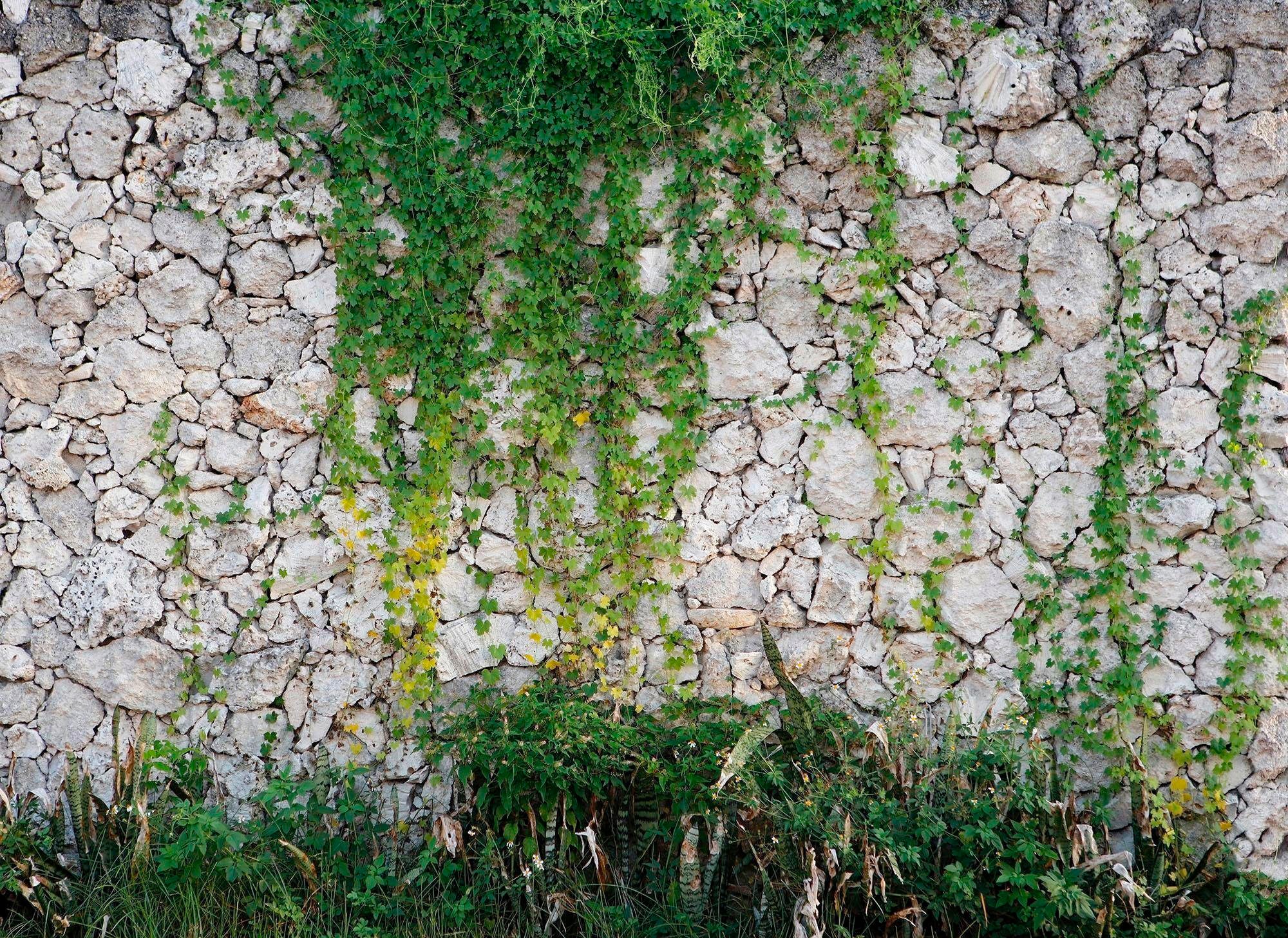 living walls Fototapete »Natursteinmauer Vlies«, Steinwand mit Pflanzen Fototapete Steine 3,50 m x 2,55 m  Tapete