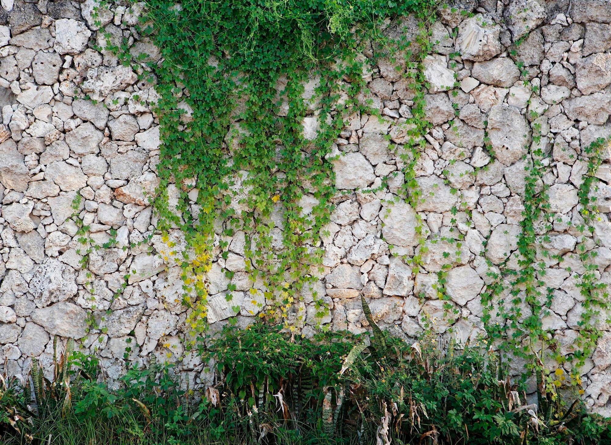 living walls Fototapete "Natursteinmauer Vlies" glatt Steinwand mit Pflanze günstig online kaufen