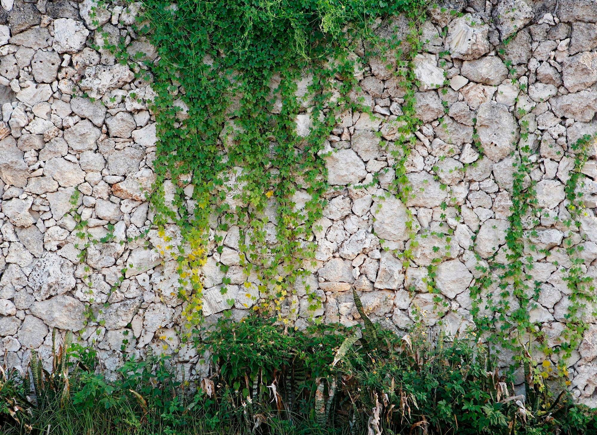living walls Fototapete "Natursteinmauer Vlies", Steinwand mit Pflanzen Fototapete Steine 3,50 m x 2,55 m Tapete