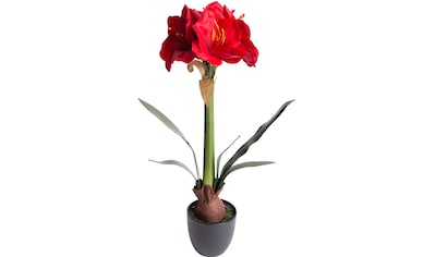 Botanic-Haus Kunstblume »Amaryllis«, (1 St.) kaufen