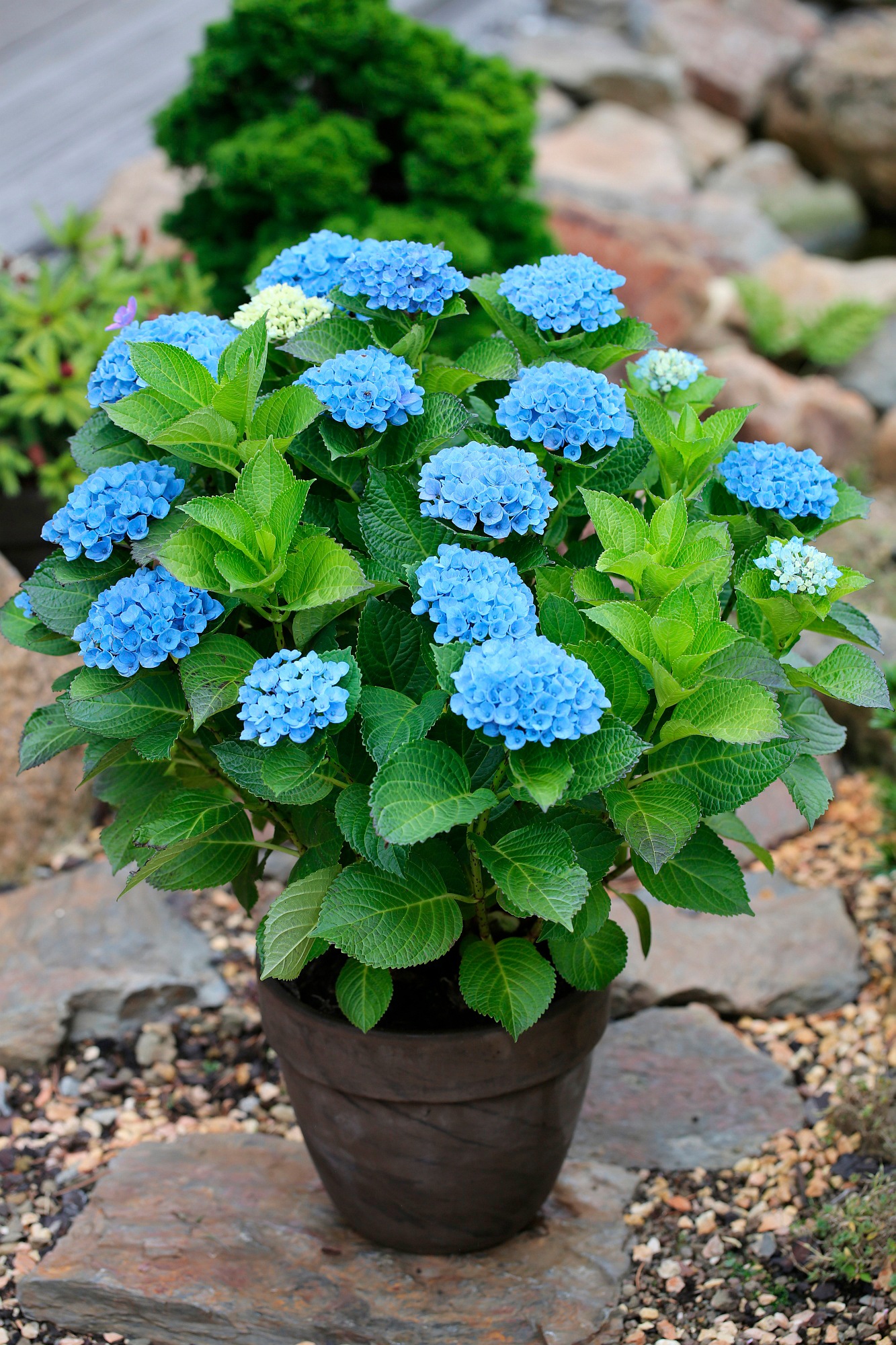BCM Gehölze »Hortensie 'Magical Revolution Blue'«, (2 St.), Höhe: 30-40 cm, 2 Pflanzen kaufen