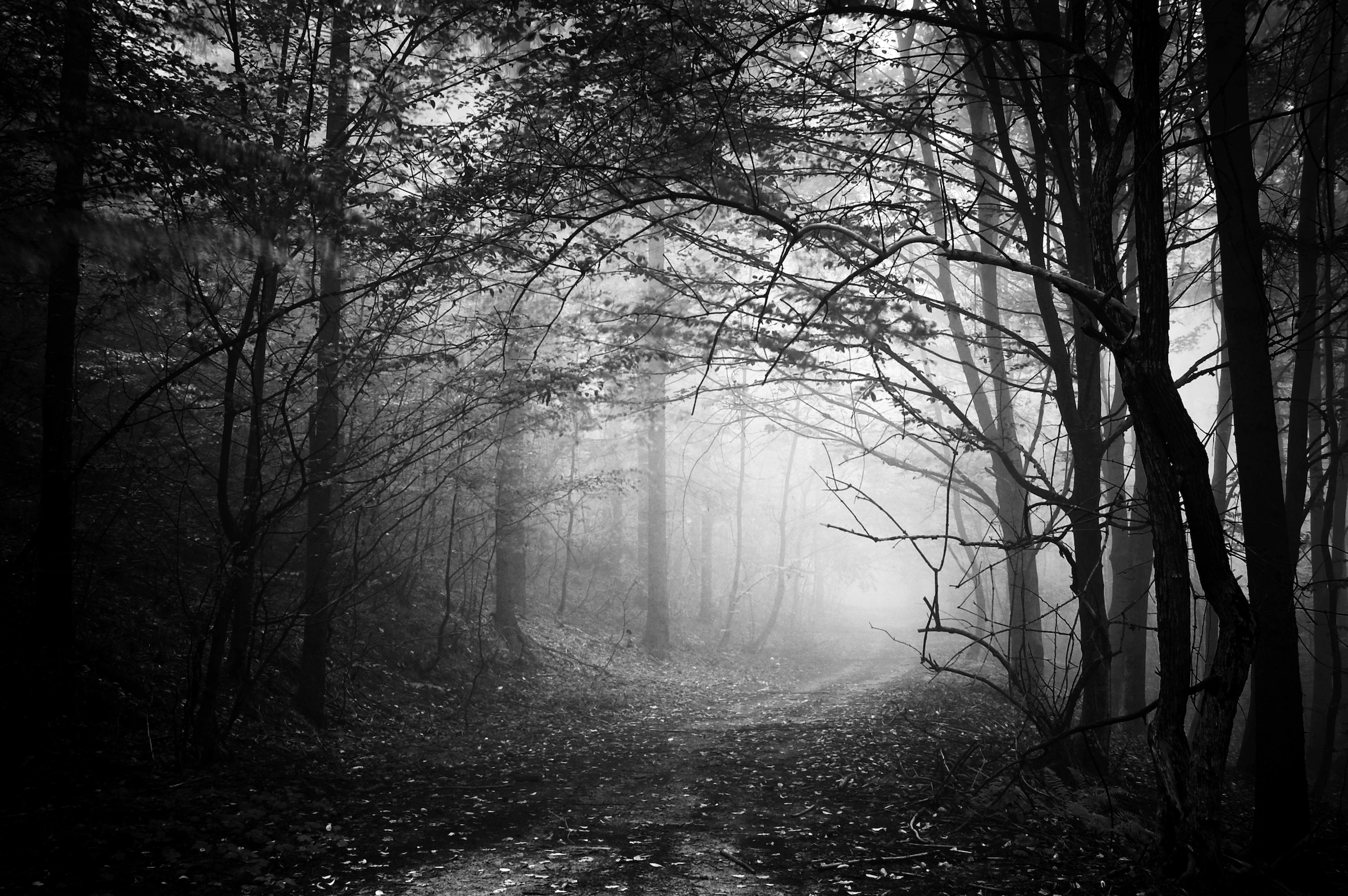 Papermoon Fototapete »Waldweg Schwarz & Weiß«