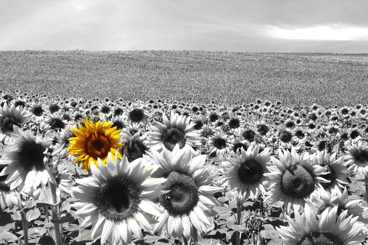Fototapete PAPERMOON "Sonnenblumenfeld", bunt, B:4m L:2,6m, Vlies, Tapeten - B/L: 4m x 2,6m, Rollen: 1