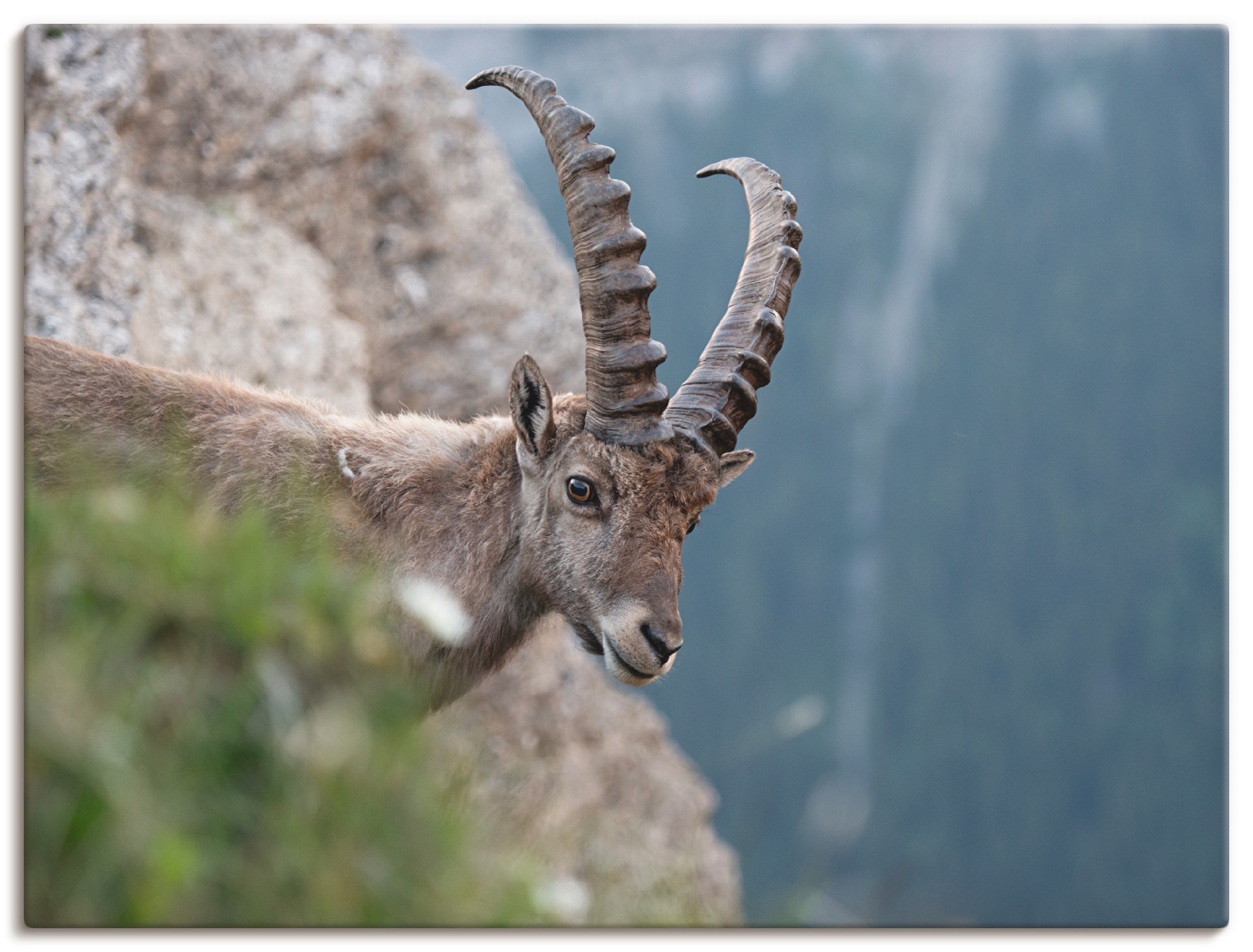 Leinwandbild »Steinbock«, Wildtiere, (1 St.), auf Keilrahmen gespannt