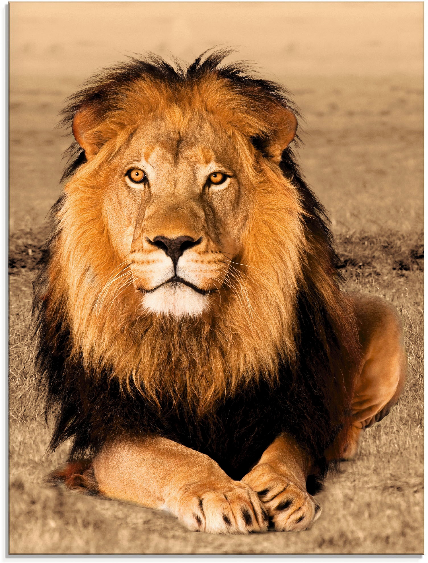 Artland Glasbild "Löwe" Wildtiere 1 Stk. tlg. in verschiedenen Größen günstig online kaufen