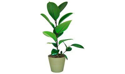 BCM Zimmerpflanze »Gummibaum«, (1 St.) kaufen