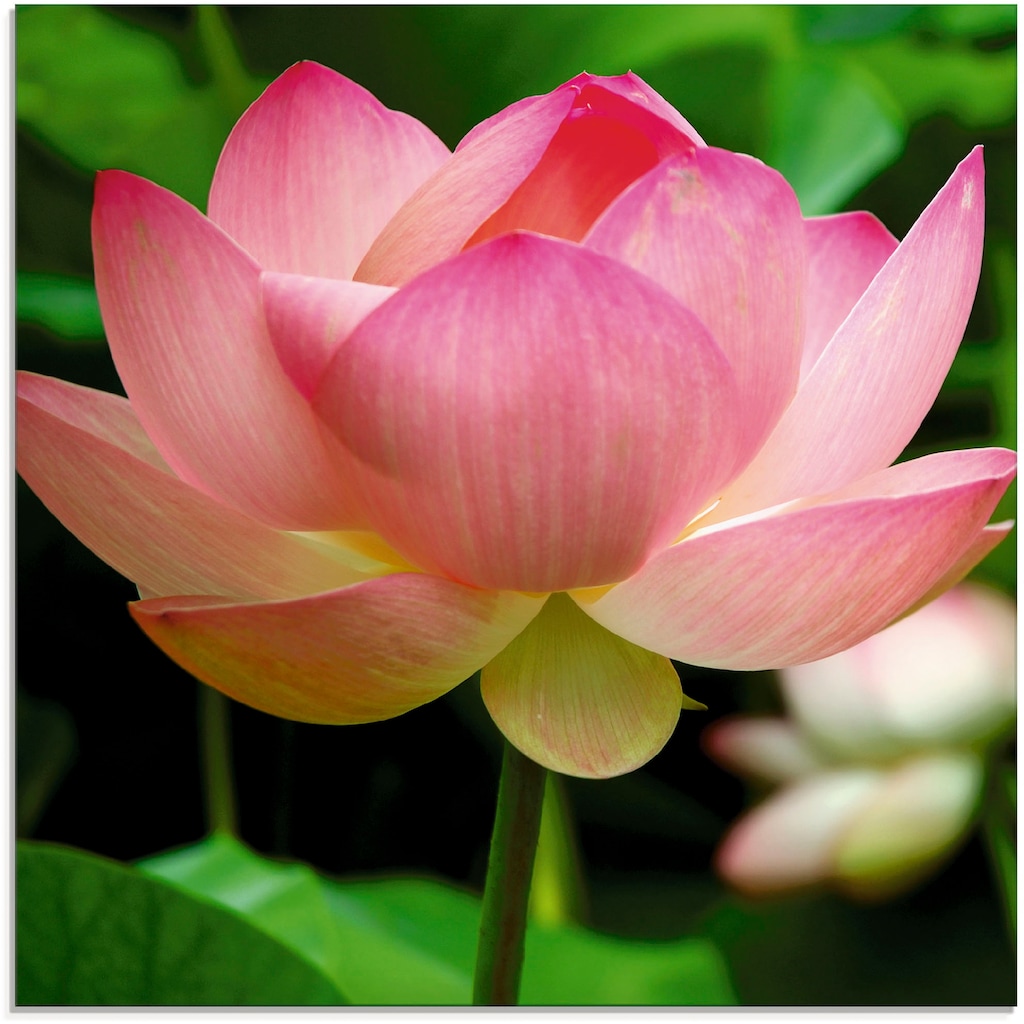 Artland Glasbild »Lotus - Seerose«, Blumen, (1 St.)