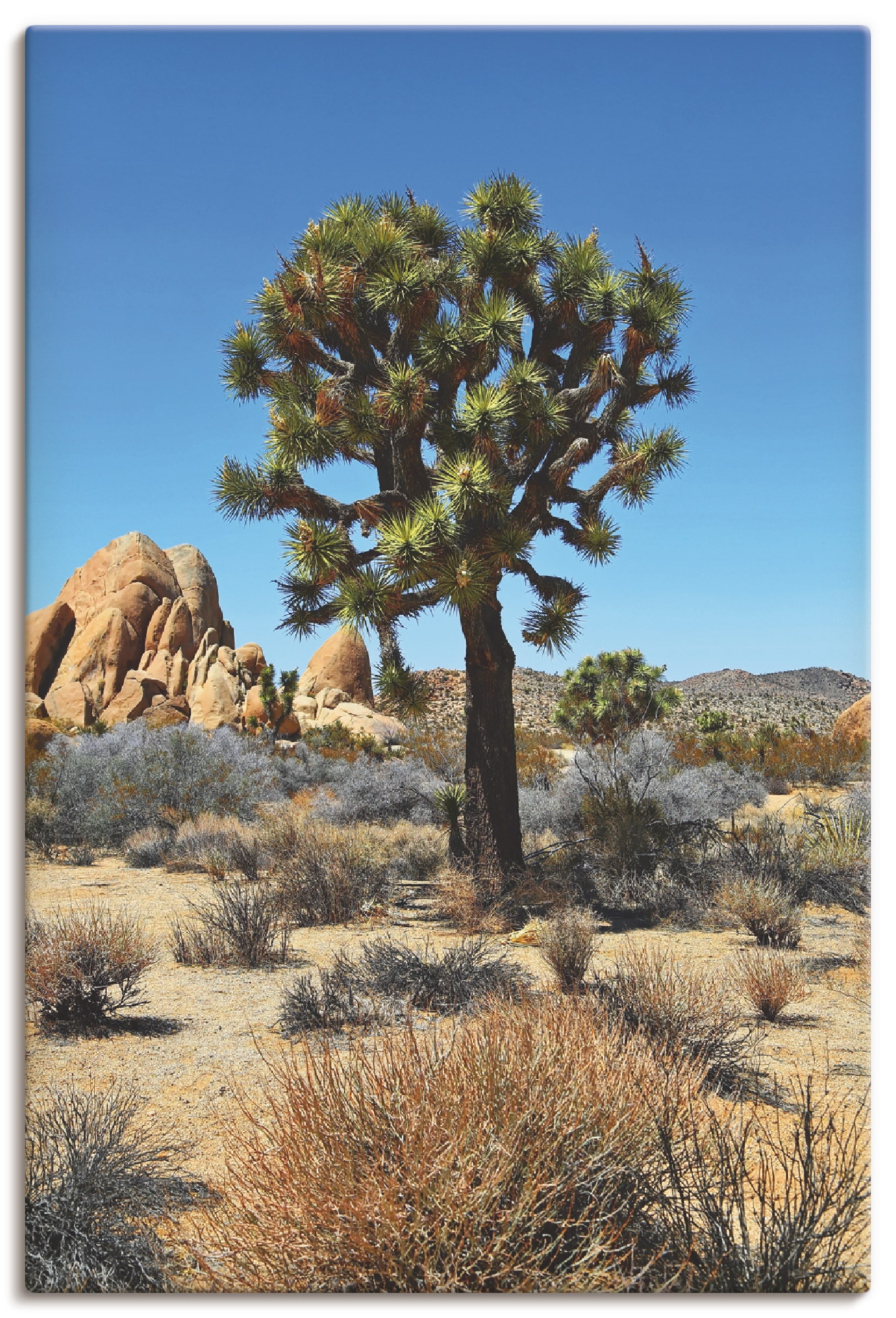 Artland Leinwandbild "Joshua Tree in der Mojave Wüste III", Wüste, (1 St.), auf Keilrahmen gespannt