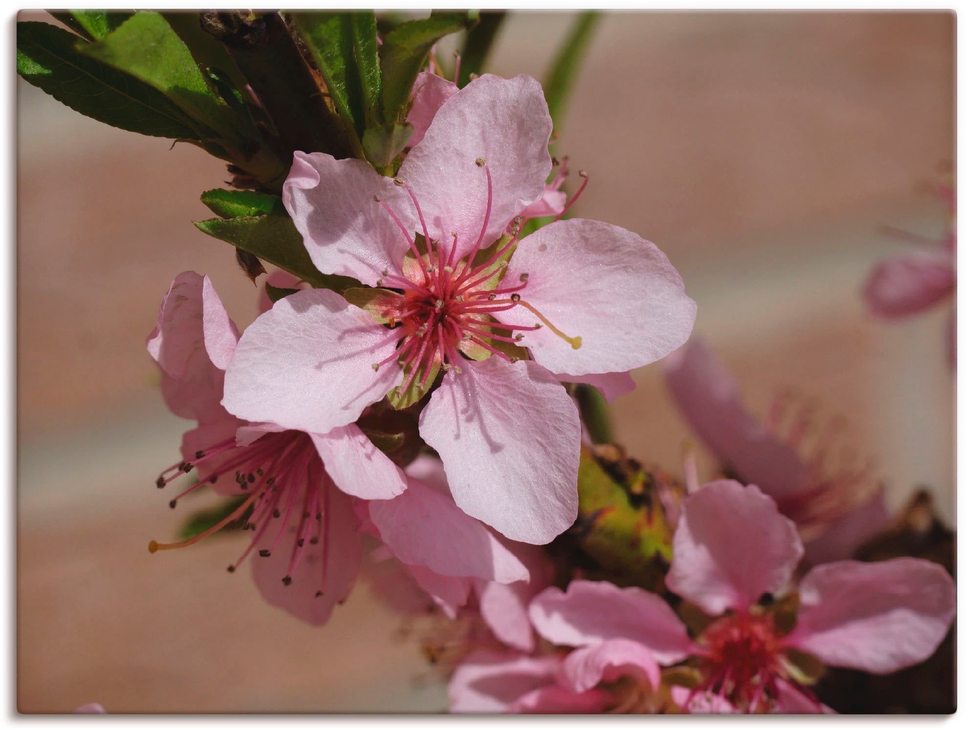 Artland Leinwandbild "Rosafarbene Pfirsichblüten", Blumen, (1 St.), auf Keilrahmen gespannt