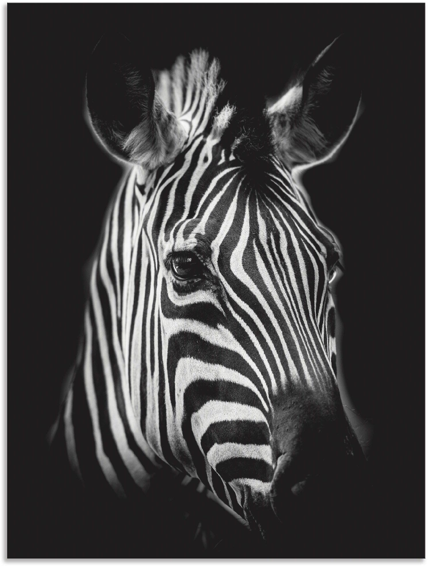 Artland Wandbild "Zebra" Zebra Bilder 1 Stk. tlg. als Alubild, Leinwandbild in verschied. Größen