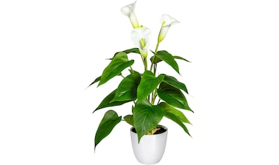 DELAVITA Kunstpflanze »Lesum«, (1 St.), im Topf kaufen