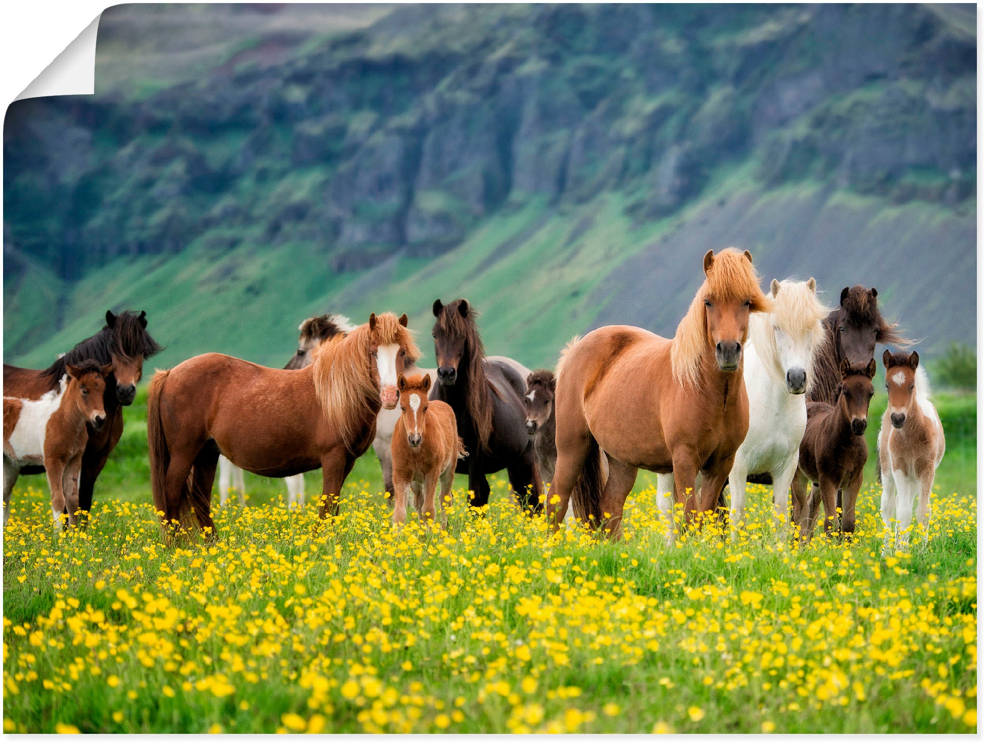 Artland "Isländische Pferde VII" Haustiere 1 Stk. tlg. als Leinwandbild, Po günstig online kaufen