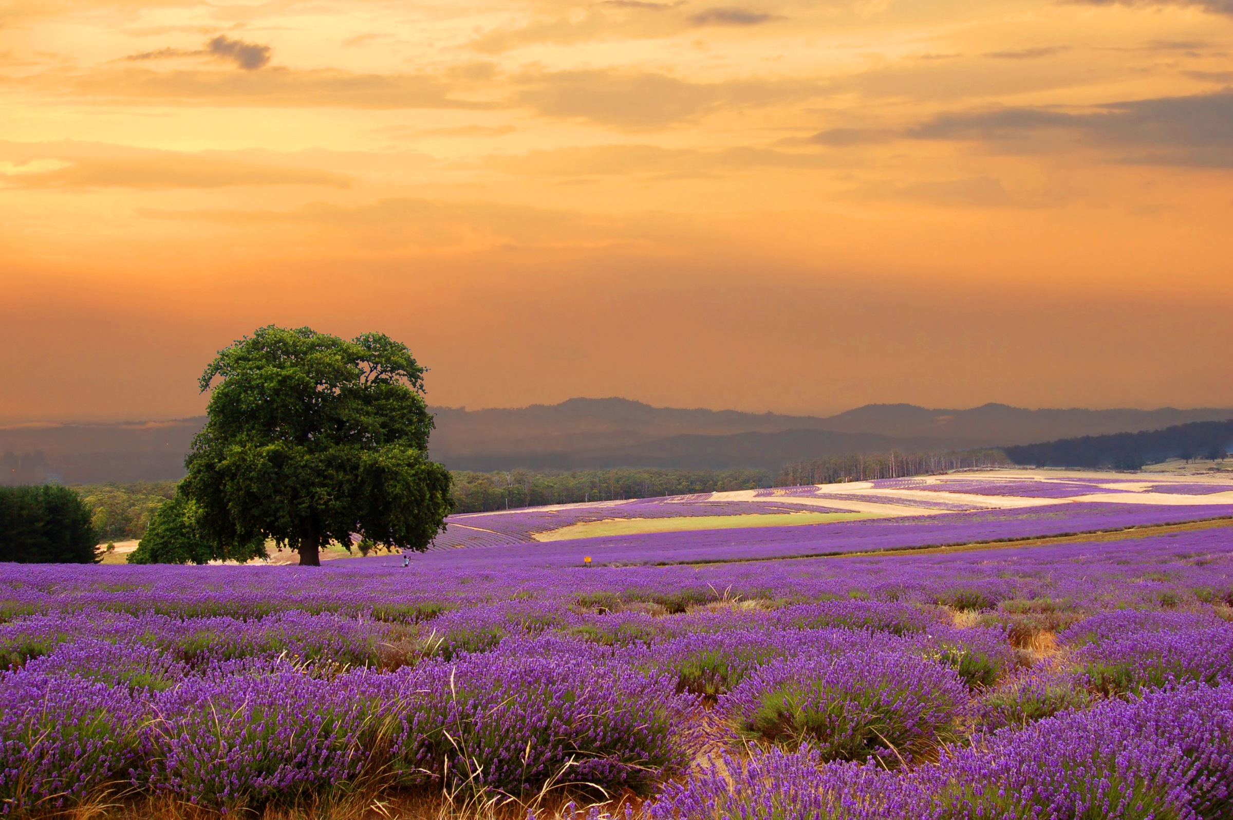 Papermoon Fototapetas »Lavender Field«