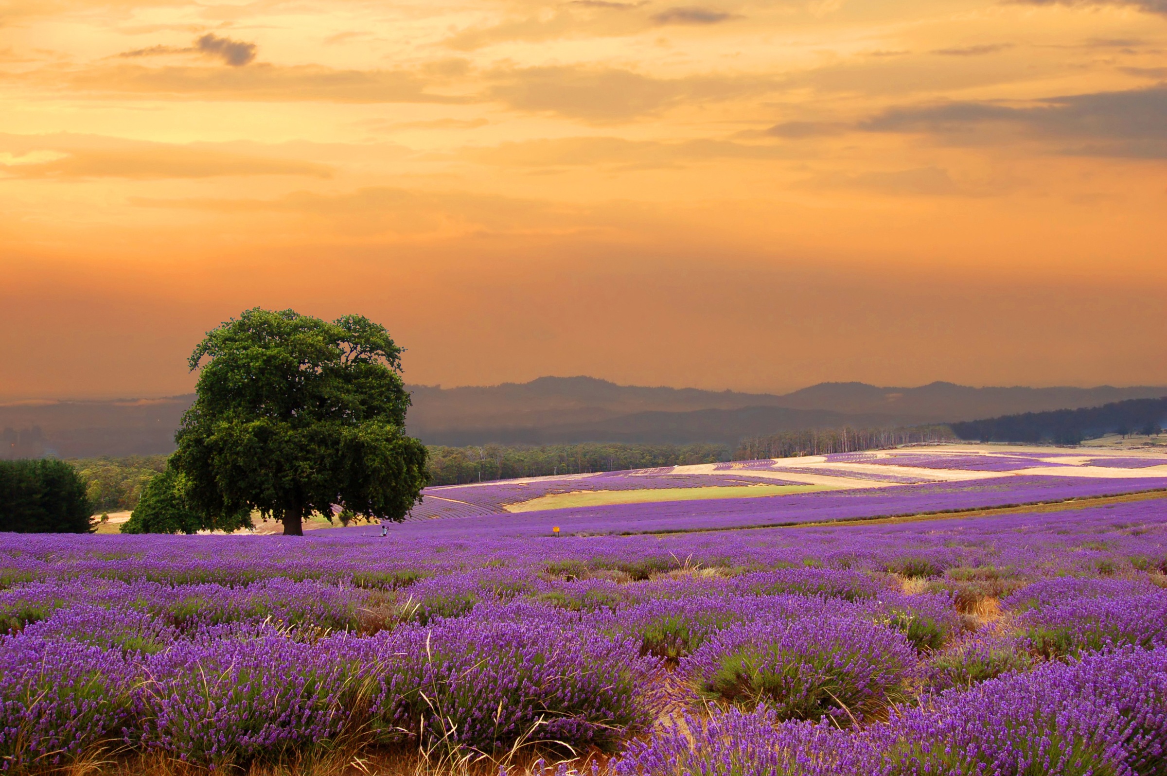 Papermoon Fototapete "Lavender Field" glatt