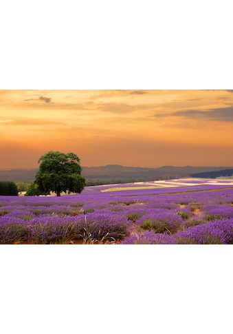 Papermoon Fototapetas »Lavender Field«