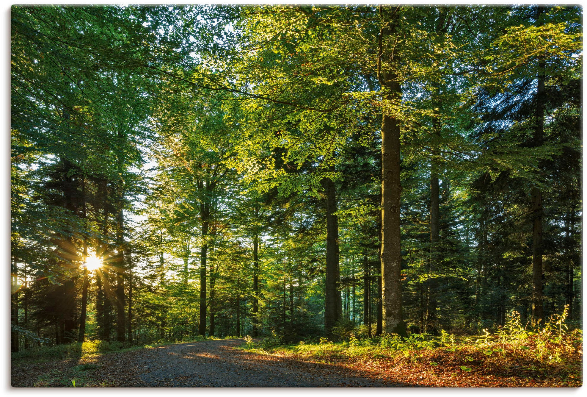 Artland Wandbild "Waldweg im Romantischen Schwarzwald" Waldbilder 1 Stk. tlg. als Alubild, Leinwandbild in verschied. Größen