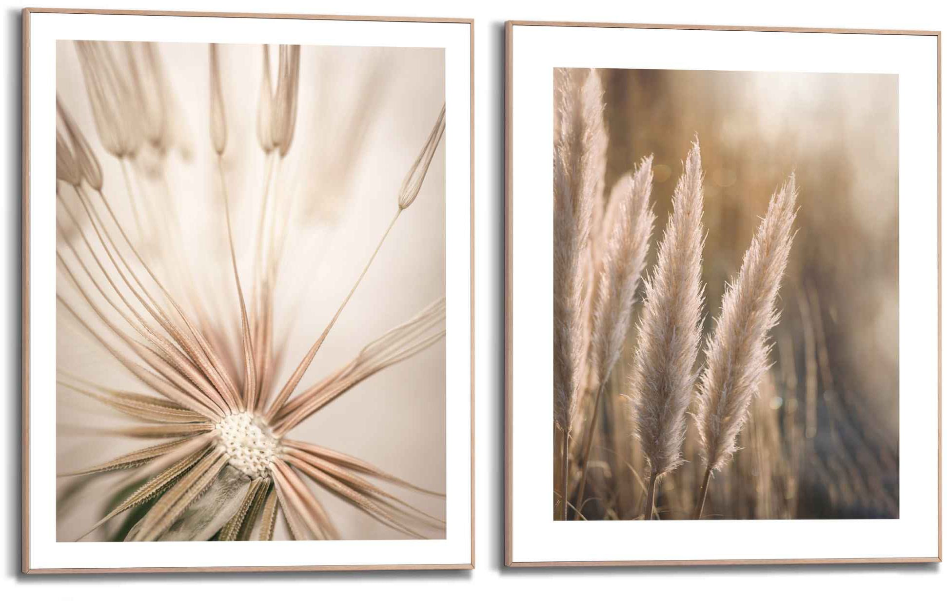 Reinders! Wandbild »Natur Botanisch - Pampas - Löwenzahn - Nahaufnahme«, (2 St.)